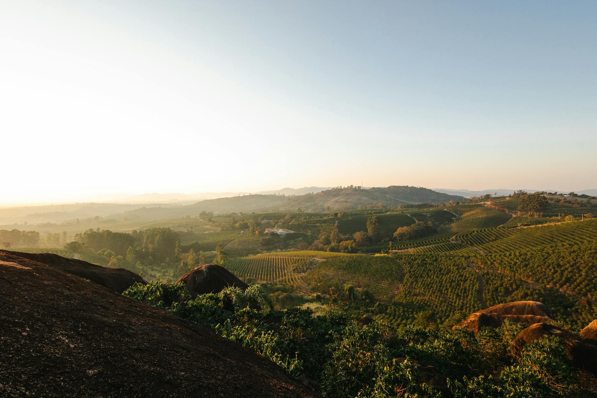 Cafezais nas montanhas do Sul de Minas ao amanhecer